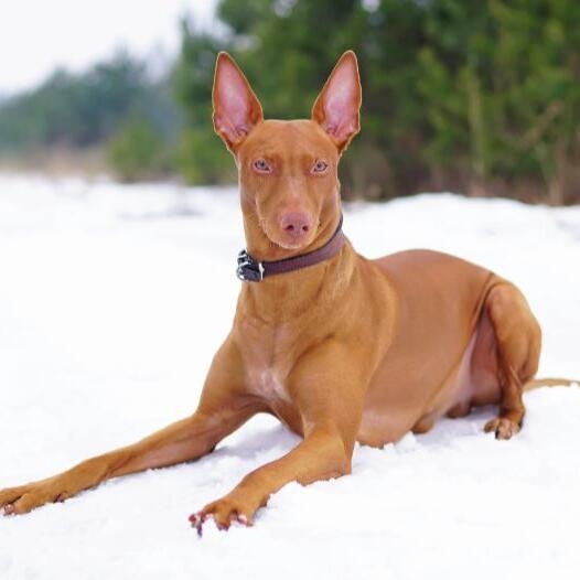 Pharaoh hound hot sale egyptian dog